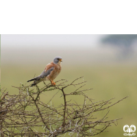 دلیجه کوچک Lesser Kestrel